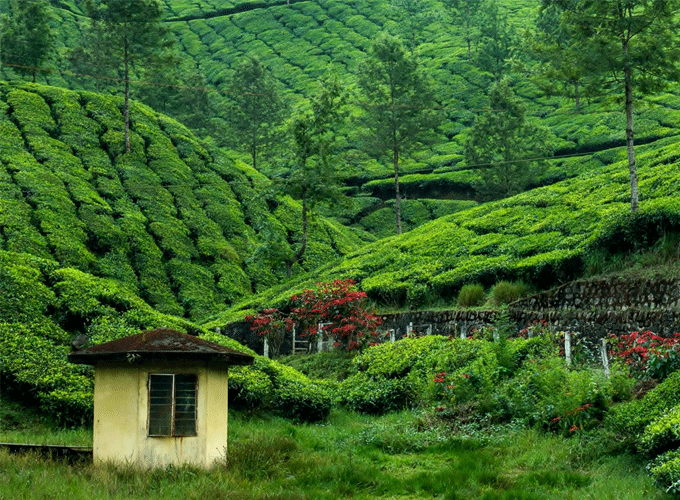 Sylhet’s Verdant Charm: Explore the Breathtaking Tea Gardens of Bangladesh